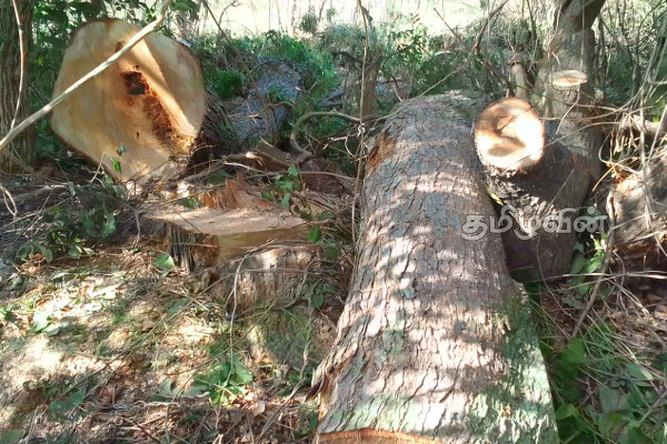 மக்களின் காணிகளில் அனுமதியின்றி வேப்பமரம் தறிப்பு | Cutting Neem Trees Without Permission In People