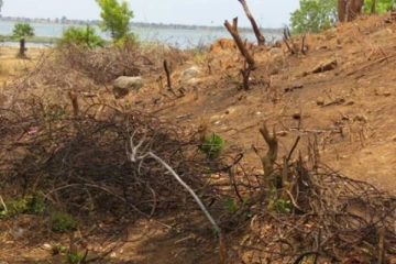 அம்பாறையில் தீயிட்டு காடழிப்பு! கோரிக்கை விடுத்த பொதுமக்கள்