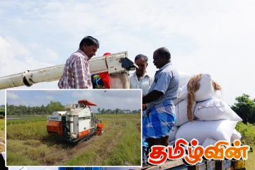 பூரண வளர்சிக்கு முன்னர் அறுவடையை ஆரம்பித்துள்ள கிளிநொச்சி விவசாயிகள்