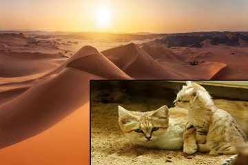 பாலைவனத்தில் மட்டுமே வாழும் Sand Cats பற்றி உங்களுக்கு தெரியுமா?