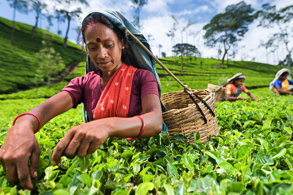 கடந்த வாரம் ஏலத்தில் 6.78 மில்லியன் கிலோகிராம் தேயிலை | 6Million Kilograms Of Tea Fauction Last Week