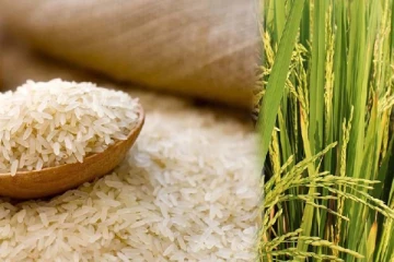 அரிசிக்கு ஏற்றுமதி வரி விதித்த மத்திய அரசு - திண்டாடும் உலக நாடுகள்!