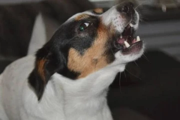 சாஸ்த்திரம்: நள்ளிரவில் நாய் குரைப்பதற்கு இதெல்லாம் தான் காரணமா?