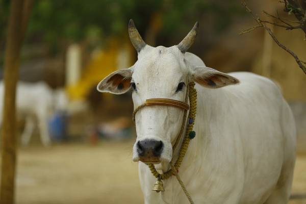 கிளிநொச்சியில் ஆலய பசுக்கள் இறைச்சிக்காக விற்பனை: கடும் குற்றச்சாட்டு | Kilinochchi Temple Cow Scandal
