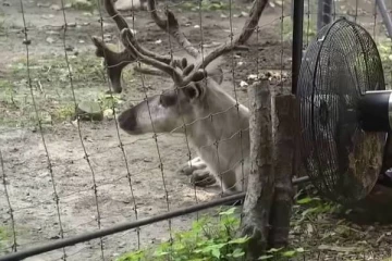 அமெரிக்காவில் கலைமான்களுக்கு மின்விசிறி, கரடிகளுக்கு ஏசி...எதற்காக தெரியுமா