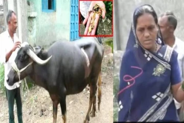 உணவுடன் சேர்த்து தாலி செயினை விழுங்கிய எருமை மாடு: அறுவை சிகிச்சை மூலம் மீட்பு