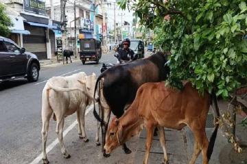 திருகோணமலை நகரில் சுற்றி திரியும் கட்டாக்காலி மாடுகள் ; பொதுமக்கள் விசனம்