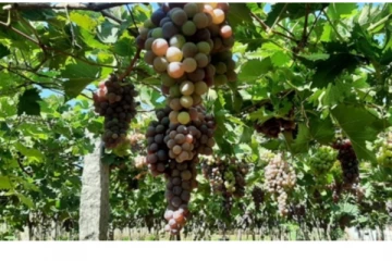 ஊரடங்கினால்  திராட்சை சாகுபடி நஷ்டம் தான் .. சோகத்தில் விவசாயிகள்
