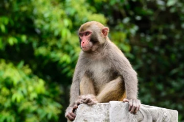 முன்ஜென்ம பகையா இருக்குமோ.... ஆட்டோ ஓட்டுநரை பழிவாங்க 22 கிமீ பயணம் செய்து வந்த குரங்கு