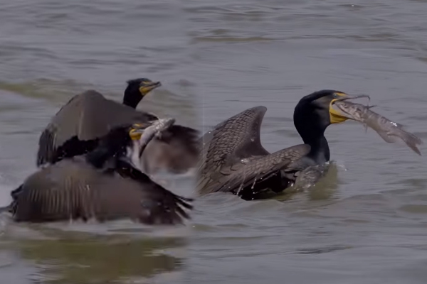 Viral Video: நீர்க்காகத்தின் சாமர்த்தியமான மீன் வேட்டை... கடைசியில் இப்படியொரு பரிதாபமா? | One Catches A Fish Chased By Another Cormorant Viral Video: நீர்க்காகத்தின் சாமர்த்தியமான மீன் வேட்டை... கடைசியில் இப்படியொரு பரிதாபமா? | One Catches A Fish Chased By Another Cormorant