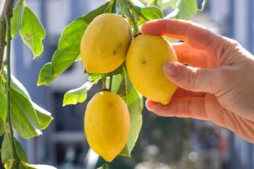 இந்த கிழமை எலுமிச்சை பழம் கட்டுங்க.. அதிர்ஷ்டம் கதவை தட்டும்!