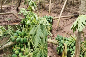 வவுனியா நெடுங்கேணியில் இரவில் இடம்பெற்ற பயங்கர சம்பவம்