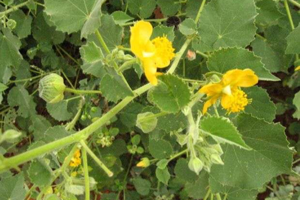 மூலநோயினால் இவ்வளவு பாதிப்பு ஏற்படுமா? 40 வயதை கடப்பவர்களுக்கான எச்சரிக்கை! | Damage Caused By Hemorrhoids