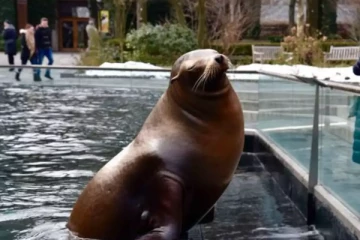 நியூயார்க் வெள்ளத்தில் தப்பிச்சென்ற நீர்ச்சிங்கம்