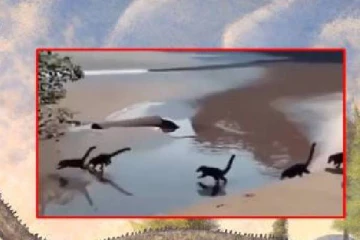 கடலை நோக்கி ஓடிய குட்டி டைனோசர்கள்?...வைரலாகும் காணொளி