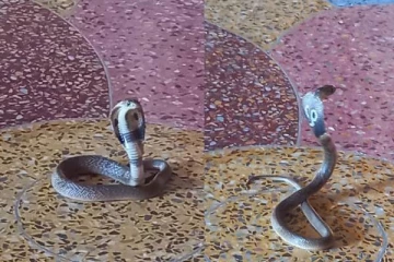 யாழின் பிரபல ஆலயம் ஒன்றில் காட்சி கொடுத்த நாகம்; பக்தர்கள் பரவசம்!