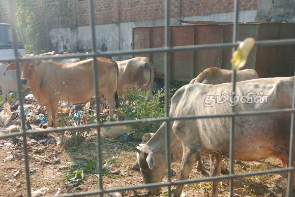 கல்முனையில் கட்டாக்காலி மாடுகளுக்கு தண்டப்பணம் அறவீடு | Penalty Imposed On Stray Cows In Kalmunai