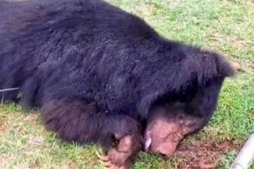 மின்வேலியில் சிக்கி பலியான ஆண் கரடி - பொதுமக்கள் சோகம்!!