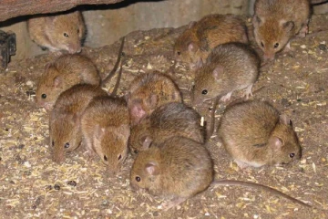 எலிகளால் மனித குலத்திற்கே வர போகும் ஆபத்து ; சுகாதாரத்துறை விடுத்துள்ள எச்சரிக்கை