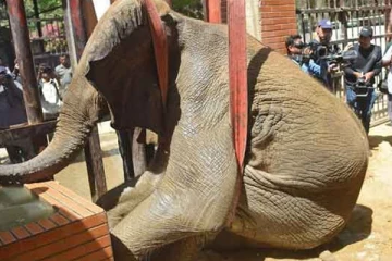 பாகிஸ்தானில் உயிருக்குப் போராடிய ஆப்பிரிக்க பெண் யானை உயிரிழப்பு