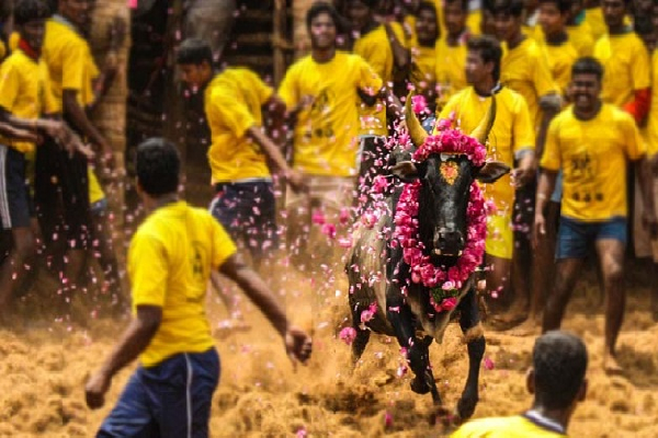 ஜல்லிக்கட்டுக்கு தடையா? : இன்று தீர்ப்பு அளிக்கிறது உச்சநீதிமன்றம் | Pronounce Verdict In Jallikattu Case Today
