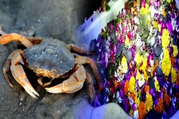 நண்டுகளை சிவனுக்கு காணிக்கையாக படைக்கும் விநோத மக்கள்! வியக்க வைக்கும் உண்மைகள்..