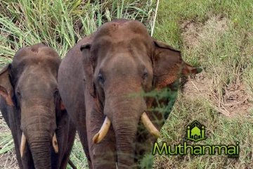 மட்டக்களப்பில் அதிகரித்துள்ள யானைகளின் அட்டகாசம்