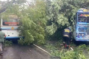 கொழும்பில் பேருந்து மீது விழுந்த பாரிய மரம்