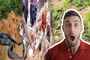 பாம்பு புற்றில் பால் ஊற்றுவது ஏன்னு தெரியுமா? உண்மை இது தான்