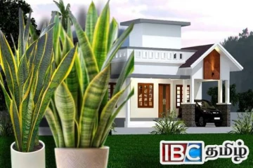 பாம்புக் கற்றாழையை வீட்டில் எந்த திசையில் வைக்க வேண்டும்.....