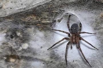 உலகின் மிகப்பெரிய சிலந்தி வலை கண்டுபிடிப்பு! 110,000 சிலந்திகளுக்கு தாயகம்..எங்கு தெரியுமா?