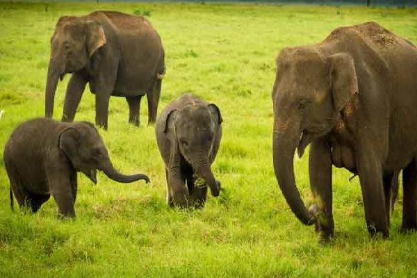 தமிழர் பகுதியில் ஆறு மாத குழந்தைக்கு யானையினால் நேர்ந்த அனர்த்தம் | 6 Month Baby Death