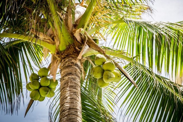 கிளிநொச்சியில் பெரும் சோக சம்பவம்: பரிதாபமாக உயிரிழந்த நபர்! | Person Climbing Coconut Tree Kilinochchi Fell Died