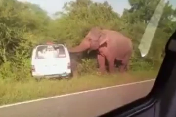 වන අලියෙකු ගෙන් බේරුණු මෙහෙයුම.. වෑන් එකත් ගිනි ගන්න යයි (VIDEO)