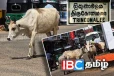 திருமலையில் கட்டாக்காளி மாடுகளின் தொல்லை அதிகரிப்பு: பொதுமக்கள் விசனம்!