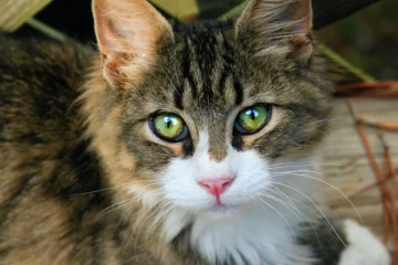 உணவு இல்லாமல் பல மாதங்கள் வாழும் தனித்துவமான விலங்குகள்.!