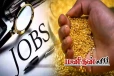 தாறுமாறாக உயரும் தங்கம் விலை.. அமெரிக்காவில் அதிகமாகும் வேலைவாய்ப்பு!