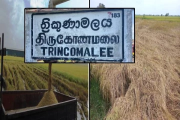 திருகோணமலையில் கபிலநிறத்தத்தியினால் நெற்செய்கை பாதிப்பு: விவசாயிகள் விசனம்