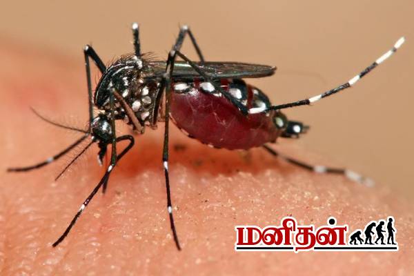 டெங்கு காய்ச்சல்: தாக்கத்தை கட்டுபடுத்த வேண்டுமா? இந்த தகவல் உங்களுக்காக தான் | Methods To Control Dengue Fever