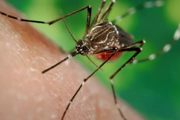 வேகமாக பரவும் டெங்கு, சிக்குன்குனியா ; சுகாதார தரப்பினர் விடுத்த எச்சரிக்கை