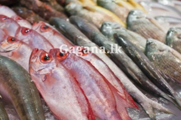 රෝකට් වේගයෙන් ඇදිලා ගිය මාළු මිල.. ආසාවට කෑල්ලක් කාලත් හමාර ද?. වෙනස් වුණ මිල මෙන්න..