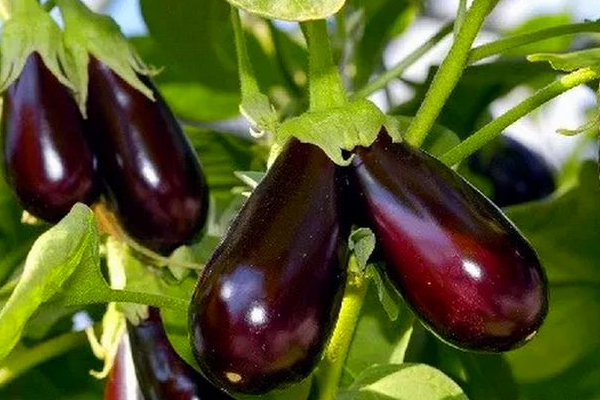 தக்காளி மற்றும் கத்தரிக்காயின் விலை அதிகரிப்பு | Increase In Price Of Tomato And Eggplant