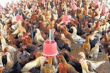 நாட்டின் கோழி உற்பத்தி தொழிற்துறை குறித்து வெளியான தகவல்