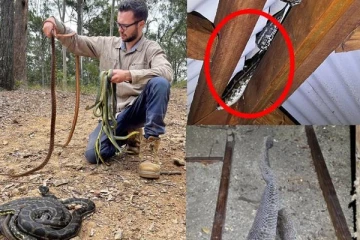 வீட்டில் இருந்த அதிகளவிலான பாம்பு தோல்கள்! பின்னர் தெரியவந்த ஒரு பகீர் உண்மை