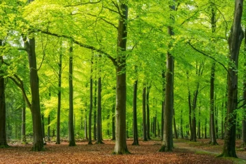 ලෝක වනා­න්තර දිනය අදයි