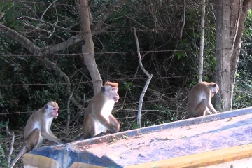 கிளிநொச்சியில் அதிகரித்த குரங்குகளின் அட்டகாசம் - விவசாயிகள் குற்றச்சாட்டு