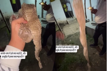 Snake Shedding Skin: இவ்வளவு பெரிய பாம்பு தோலா? புல்லரிக்க வைக்கும் காட்சி