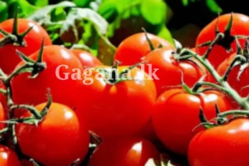 වෙළෙඳපොලේ කුණු කොල්ලයට යන තක්කාලි..