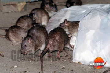 ඇමරිකාව විනාශ කරන මී කරදරේ නිව්යෝර්ක් නගරයම ඉවරයි