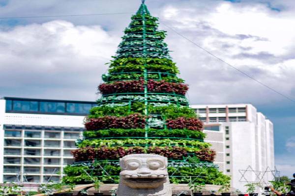 வியக்கவைத்த காலி முகத்திடல்! Visit Sri Lanka(Photos) | The Amazing Fruit Tree In The Galle Face